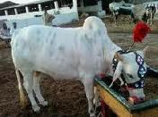 qurbani cow