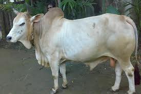 qurbani cow in hyderabad 