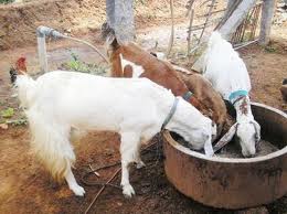 qurbani goats
