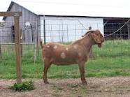 qurbani online for nris