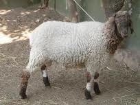 qurbani services hyderabad